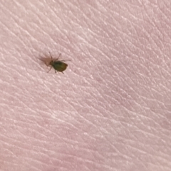 Aphididae (family) (Unidentified aphid) at Aranda, ACT - 26 Aug 2023 by Jubeyjubes
