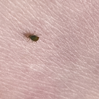 Unidentified Psyllid, lerp, aphid or whitefly (Hemiptera, several families) at Aranda, ACT - 26 Aug 2023 by Jubeyjubes