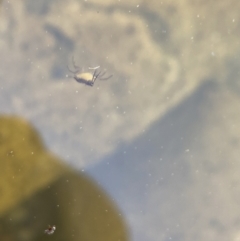 Unidentified at suppressed - 11 Sep 2023