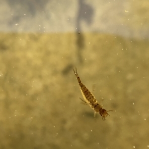 Dytiscidae (family) at Aranda, ACT - 11 Sep 2023