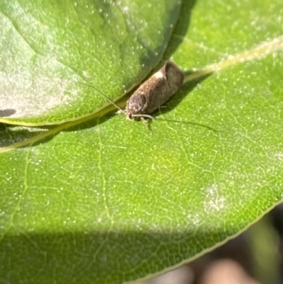 Leistomorpha brontoscopa (A concealer moth) at Aranda, ACT - 11 Sep 2023 by Jubeyjubes