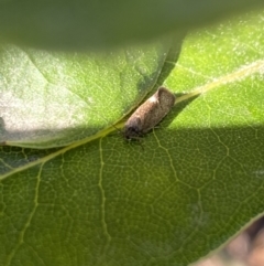 Leistomorpha brontoscopa at Aranda, ACT - 11 Sep 2023 04:21 PM