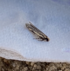 Ardozyga (genus) (Twirler moth, gelechiid moth) at Aranda, ACT - 17 Sep 2023 by Jubeyjubes