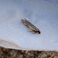 Ardozyga (genus) (Twirler moth (Gelechioidae) at Aranda, ACT - 18 Sep 2023 by Jubeyjubes