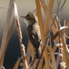 Acrocephalus australis (Australian Reed-Warbler) at Upper Stranger Pond - 18 Sep 2023 by RodDeb