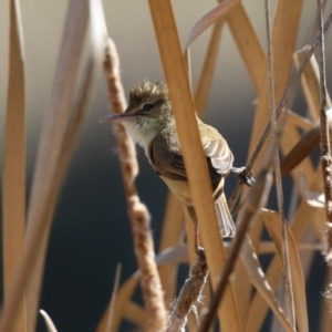 Acrocephalus australis at Isabella Plains, ACT - 18 Sep 2023