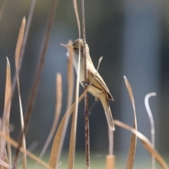 Acrocephalus australis at Isabella Plains, ACT - 18 Sep 2023