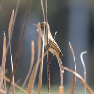 Acrocephalus australis at Isabella Plains, ACT - 18 Sep 2023 12:16 PM