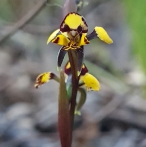 Diuris pardina at Kaleen, ACT - suppressed