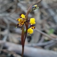 Diuris pardina at Kaleen, ACT - 18 Sep 2023