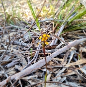 Diuris pardina at Kaleen, ACT - suppressed