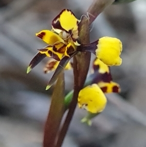 Diuris pardina at suppressed - 18 Sep 2023