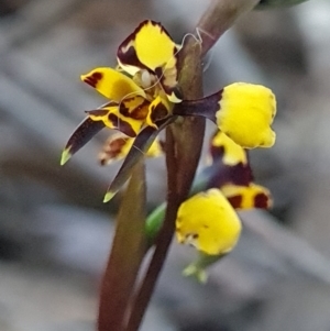 Diuris pardina at Kaleen, ACT - 18 Sep 2023