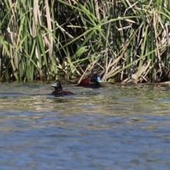 Oxyura australis (Blue-billed Duck) at Isabella Plains, ACT - 18 Sep 2023 by RodDeb