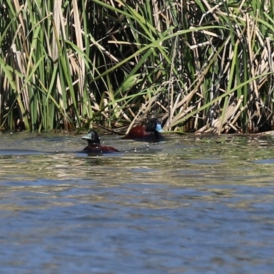 Oxyura australis (Blue-billed Duck) at Upper Stranger Pond - 18 Sep 2023 by RodDeb