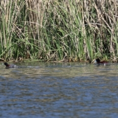 Oxyura australis at Isabella Plains, ACT - 18 Sep 2023