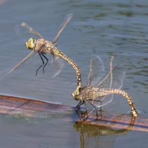 Anax papuensis at Isabella Plains, ACT - 18 Sep 2023