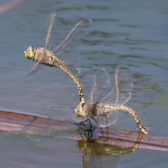 Anax papuensis at Isabella Plains, ACT - 18 Sep 2023