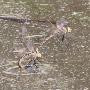 Anax papuensis at Isabella Plains, ACT - 18 Sep 2023