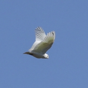 Cacatua sanguinea at Strathnairn, ACT - 17 Sep 2023 10:50 AM