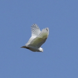 Cacatua sanguinea at Strathnairn, ACT - 17 Sep 2023