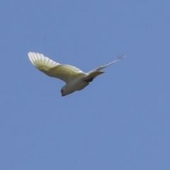 Cacatua sanguinea at Strathnairn, ACT - 17 Sep 2023 10:50 AM