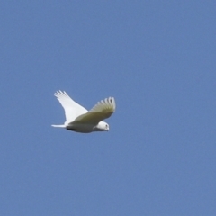 Cacatua sanguinea at Strathnairn, ACT - 17 Sep 2023 10:50 AM