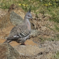 Ocyphaps lophotes (Crested Pigeon) at Strathnairn, ACT - 17 Sep 2023 by AlisonMilton