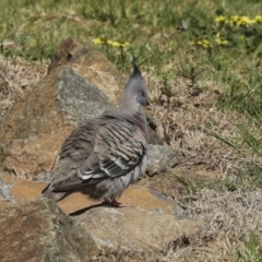 Ocyphaps lophotes at Strathnairn, ACT - 17 Sep 2023 10:55 AM