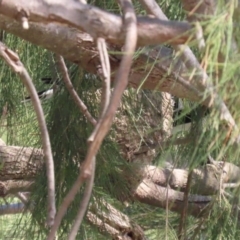 Grallina cyanoleuca at Isabella Plains, ACT - 18 Sep 2023