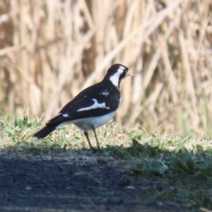 Grallina cyanoleuca at Isabella Plains, ACT - 18 Sep 2023 12:46 PM