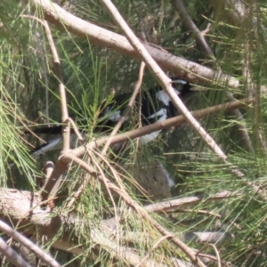 Grallina cyanoleuca at suppressed - 18 Sep 2023