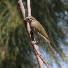 Caligavis chrysops (Yellow-faced Honeyeater) at Isabella Plains, ACT - 18 Sep 2023 by RodDeb