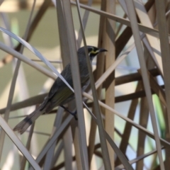 Caligavis chrysops at Isabella Plains, ACT - 18 Sep 2023