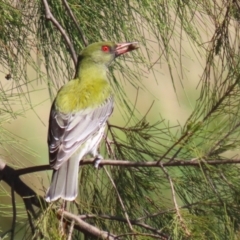 Oriolus sagittatus (Olive-backed Oriole) at Upper Stranger Pond - 18 Sep 2023 by RodDeb