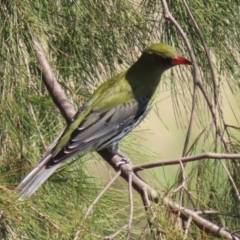 Oriolus sagittatus at Isabella Plains, ACT - 18 Sep 2023