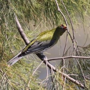 Oriolus sagittatus at Isabella Plains, ACT - 18 Sep 2023