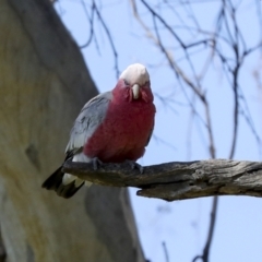 Eolophus roseicapilla (Galah) at Strathnairn, ACT - 17 Sep 2023 by AlisonMilton