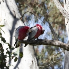 Eolophus roseicapilla at Strathnairn, ACT - 17 Sep 2023 10:54 AM