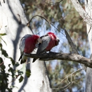 Eolophus roseicapilla at Strathnairn, ACT - 17 Sep 2023 10:54 AM