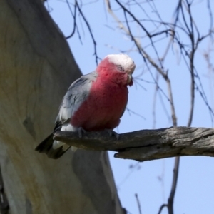 Eolophus roseicapilla at Strathnairn, ACT - 17 Sep 2023 10:54 AM