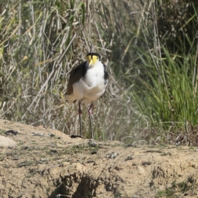 Vanellus miles (Masked Lapwing) at Strathnairn, ACT - 17 Sep 2023 by AlisonMilton