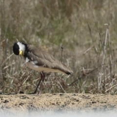 Vanellus miles at Strathnairn, ACT - 17 Sep 2023