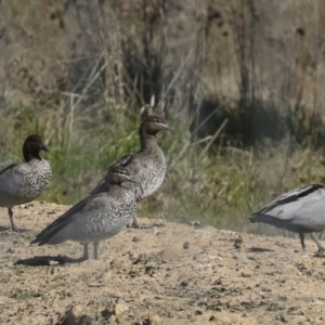 Chenonetta jubata at Strathnairn, ACT - 17 Sep 2023 10:57 AM