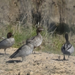 Chenonetta jubata at Strathnairn, ACT - 17 Sep 2023 10:57 AM