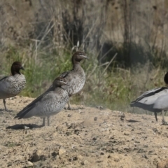 Chenonetta jubata at Strathnairn, ACT - 17 Sep 2023 10:57 AM