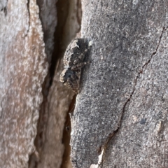 Servaea incana (Hoary Servaea) at Russell, ACT - 18 Sep 2023 by Hejor1