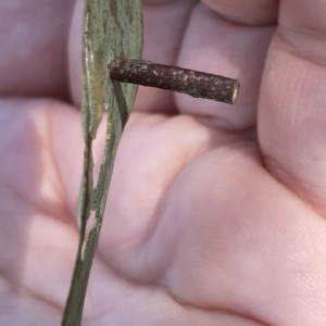 Hemibela sp. (genus) at Russell, ACT - 18 Sep 2023