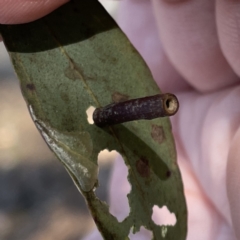 Hemibela sp. (genus) at Russell, ACT - 18 Sep 2023