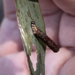 Hemibela sp. (genus) at Russell, ACT - 18 Sep 2023